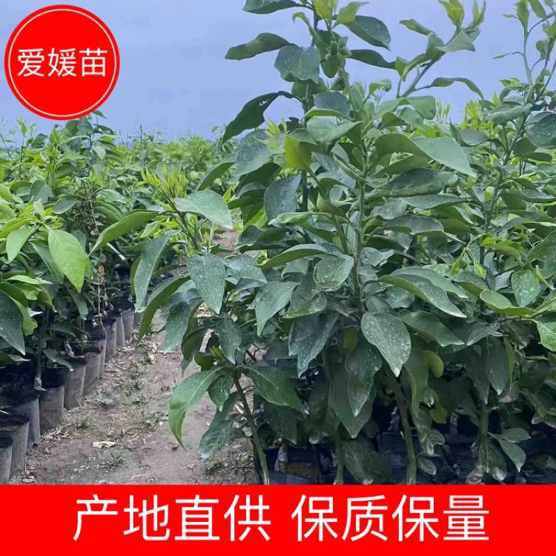 四川优质爱媛橙38号果苗，基地直发承接电商一件代发