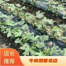 【热卖推荐】水果秋葵种苗带土成活率高产量高支持全国发货