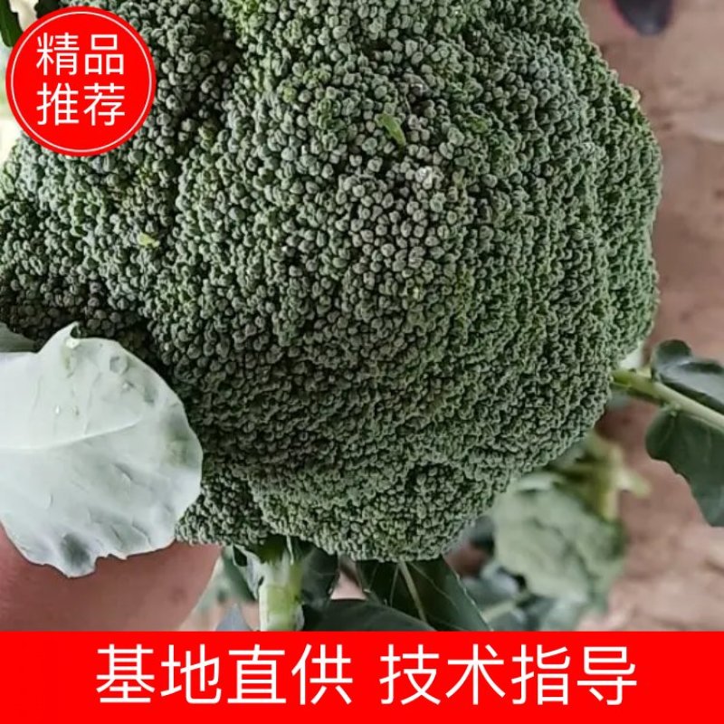 河南博爱西蓝花大量上市中，小米粒西蓝花基地大块地多