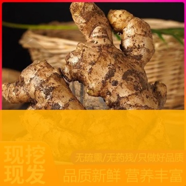 生姜大黄姜黄姜全国发货保质保量坏烂包赔欢迎联系