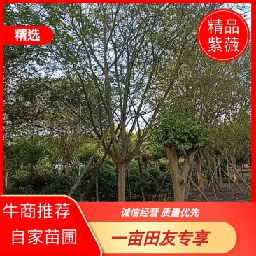 四川紫薇自家苗圃品质保证各规格都有视频看货