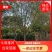 四川紫薇自家苗圃品质保证各规格都有视频看货
