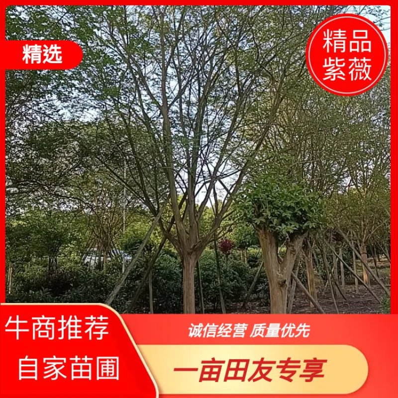 四川紫薇自家苗圃品质保证各规格都有视频看货