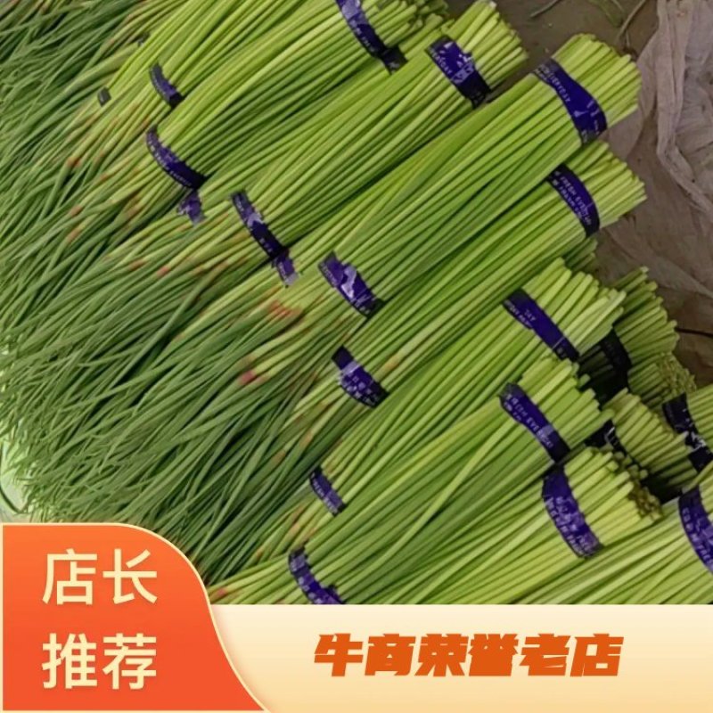 通许精品红帽蒜苔，现摘现发，产地直供，质量保证全国发货