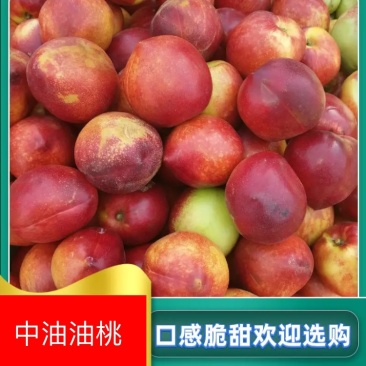 油桃安徽中油油桃大量上市口感脆甜欢迎选购