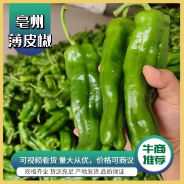 亳州辣椒品质保证诚信经营接商超市场电商欢迎联系