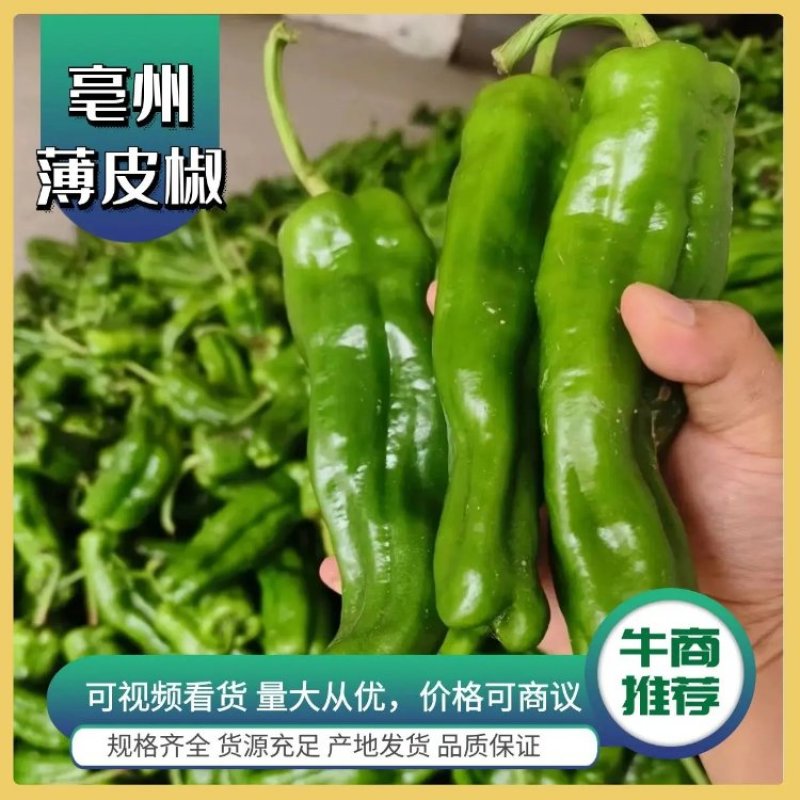 亳州辣椒品质保证诚信经营接商超市场电商欢迎联系