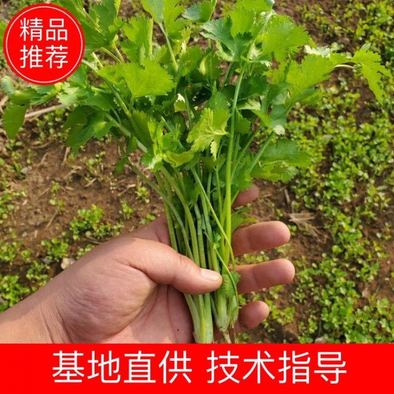 香菜，大叶香菜基地直供大量出货中，质量精品。人禾蔬菜出品
