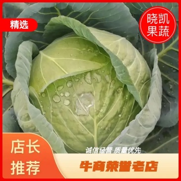 河北甘蓝圆包菜全国代发价格优品质好诚信对接