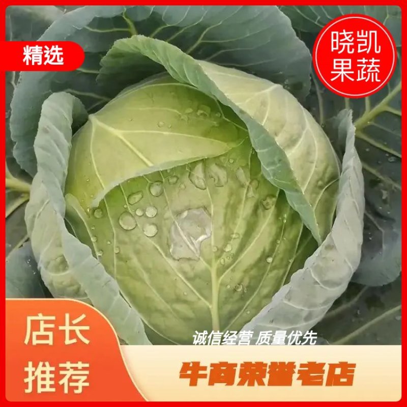 河北甘蓝圆包菜全国代发价格优品质好诚信对接