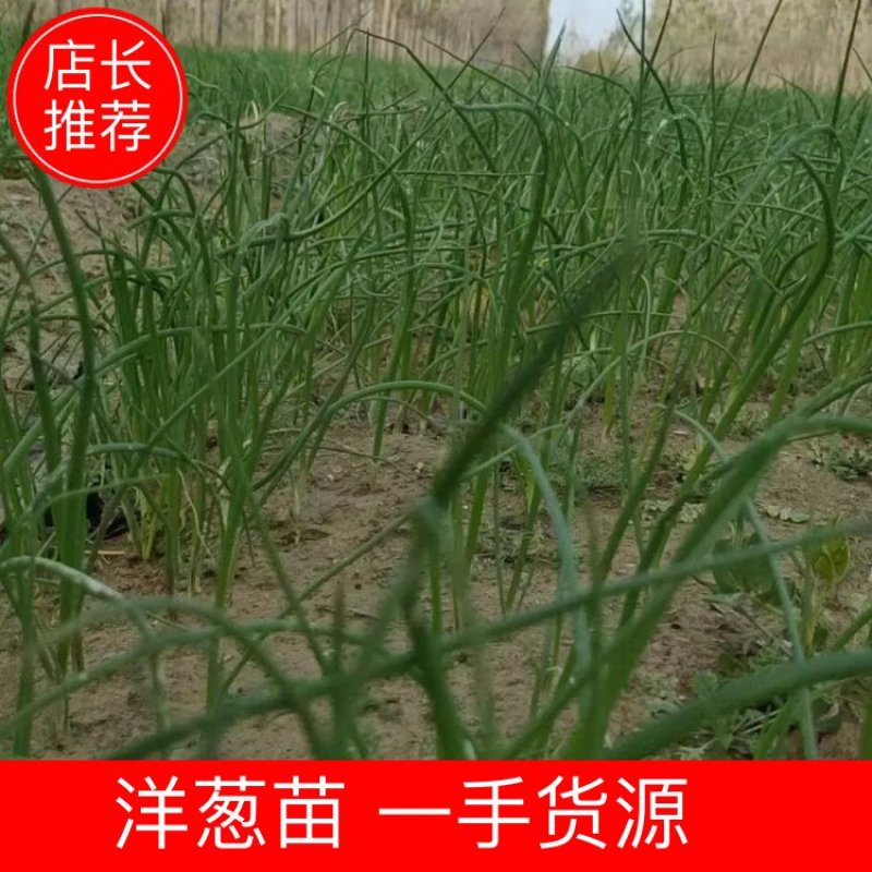 二红半高桩洋葱苗上市中，苗壮根好。