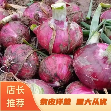 【产地直发】紫皮洋葱可供超市、市场电商等协助找车
