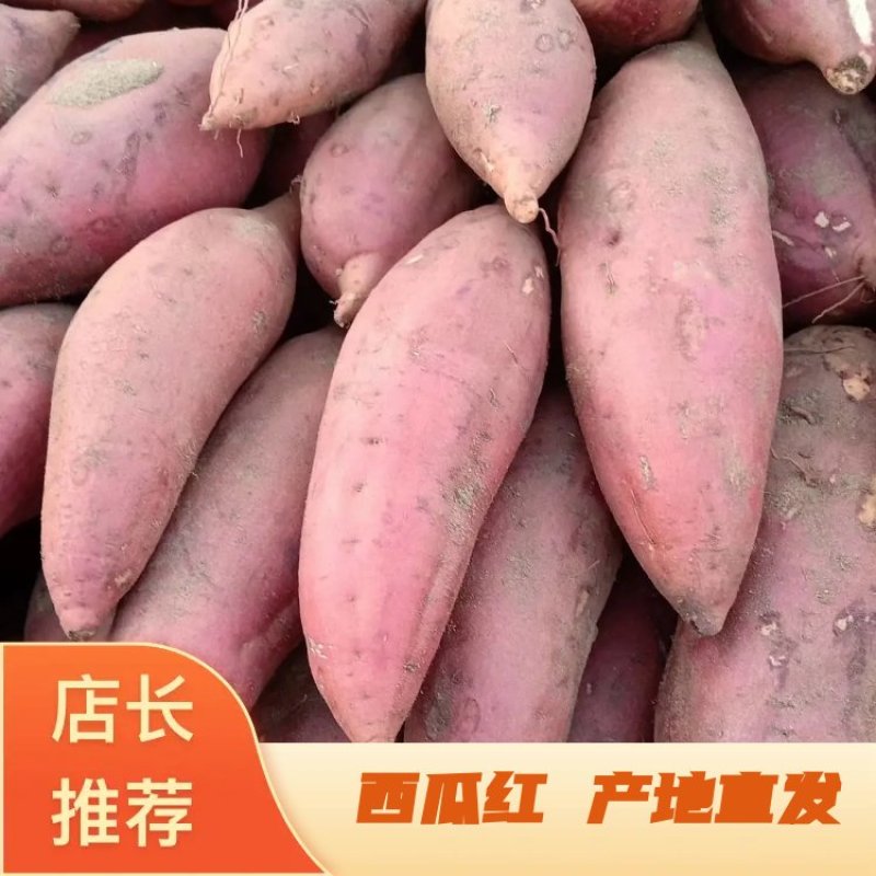 【好货源】开封沙土地西瓜红红薯基地直发量大从优欢迎联系