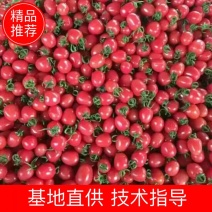 金蜜佳小番茄山东省莘县产地量大从优品质