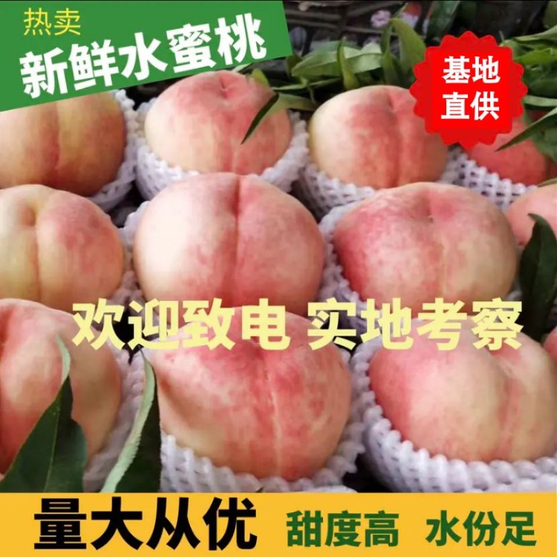 【水蜜桃】毛桃离核大久保果大脆甜量大价优诚信经营