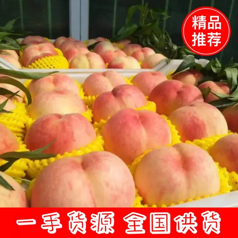 【毛桃】河北顺平大桃大量上市，品种齐全，价格便宜，可视频看货
