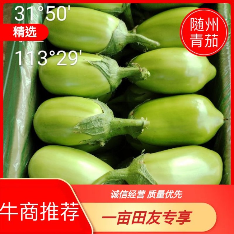 随州青茄茄子大量上市品质保证诚信经营实物为准