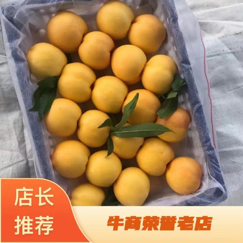精品黄油桃大量上市品质保证诚信经营一手货源欢迎采购