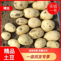 【土豆】实验1号土豆，大量现货，量大从优，欢迎采购