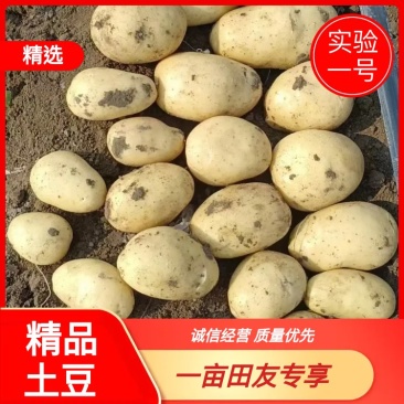 【土豆】实验1号土豆，大量现货，量大从优，欢迎采购