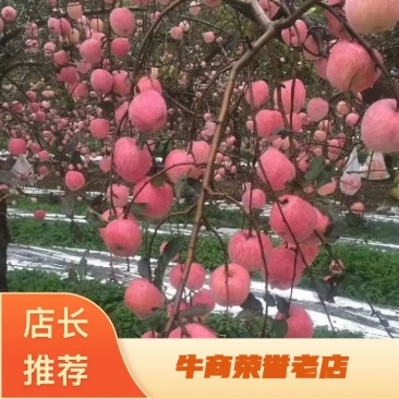 【实力商家】陕西乾县富士苹果产地发货欢迎广大客商