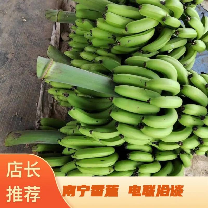 广西南宁香蕉产地直发一手货源充足电联洽谈
