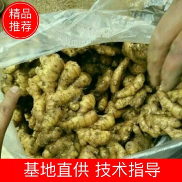 山东大黄姜批发产地(姜头姜母鲜姜)保质保量保服务