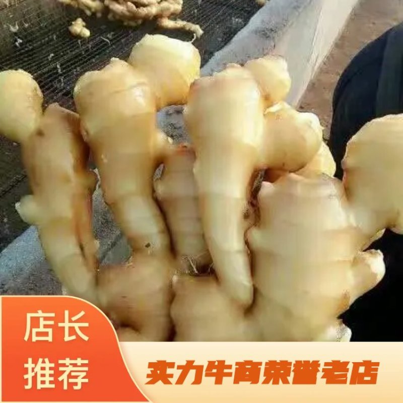 大黄姜批发产地(小黄姜批发)保质保量坏烂包赔全国发货