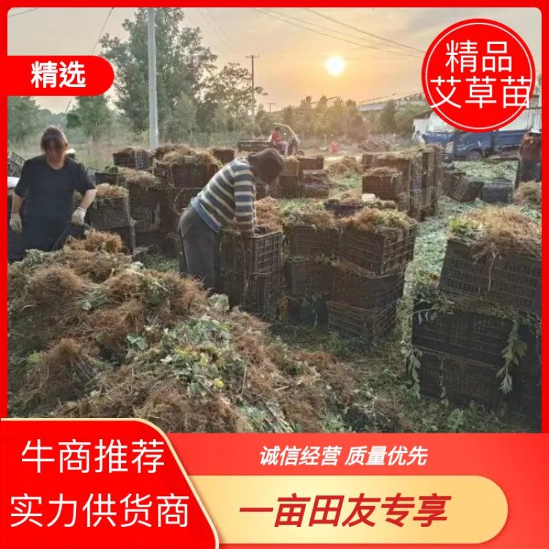 河南南阳艾草苗艾根艾叶大量供应成活率高包回收欢迎