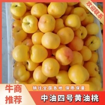 便宜！中油四号/黄金蜜/黄油桃/黄金桃/黄油蟠大量现货来电