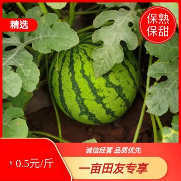 西瓜：8424西瓜大量上市，8斤打底，一手货源质量保证