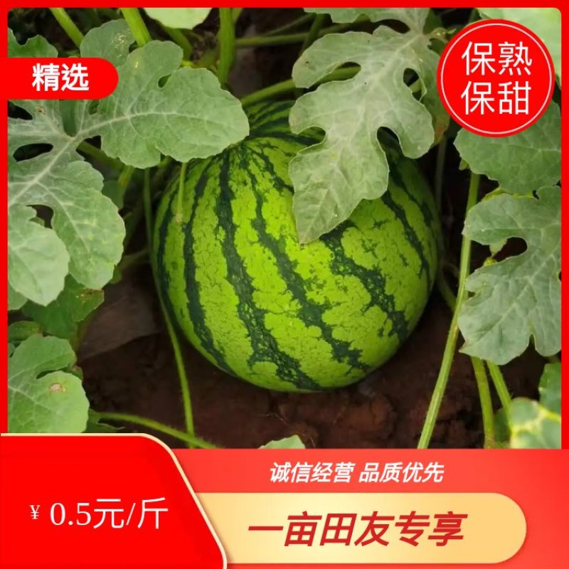 西瓜：8424西瓜大量上市，8斤打底，一手货源质量保证