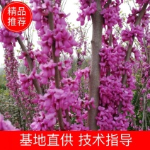 紫荆花树苗，2一6公分，量大从优，可代发全国，基地直供