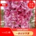 海棠树苗2~4cm4cm以下自己种植对接全国客商