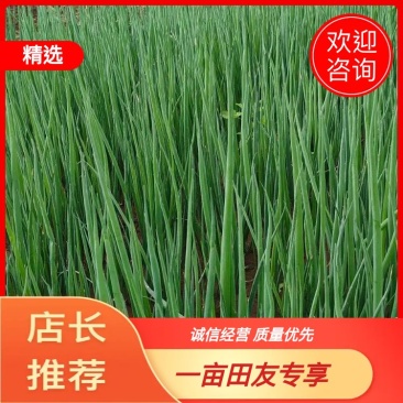 四季小葱原产地发货提供一条龙服务，全国可发