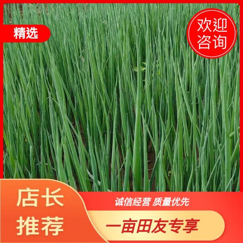 四季小葱原产地发货提供一条龙服务，全国可发