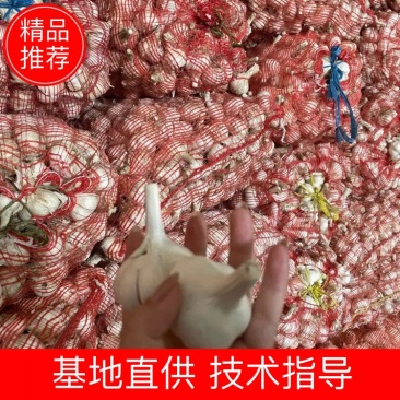 【山东狗芽子】大蒜头大量上市中！做盐糖蒜可支持视频看货！