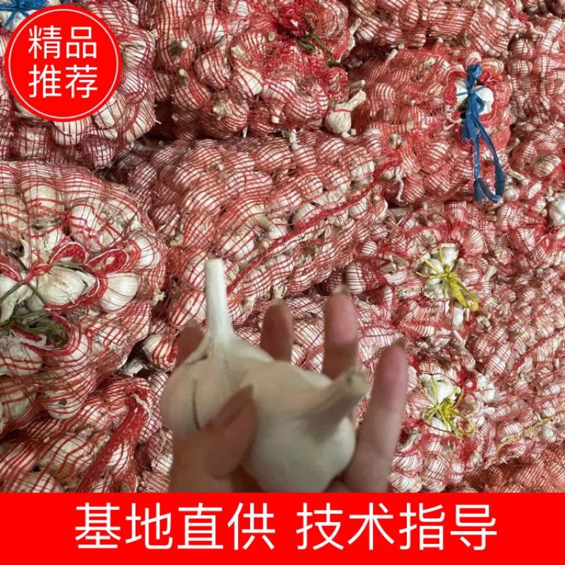 【山东狗芽子】大蒜头大量上市中！做盐糖蒜可支持视频看货！