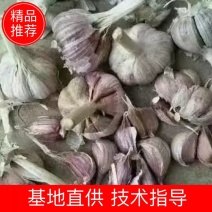 （推荐）山东狗牙蒜瓣，基地直发大量效果，质量保证全国供应