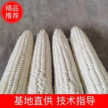 （推荐）重庆潼南精品万糯2000188甜糯玉米大量上市中
