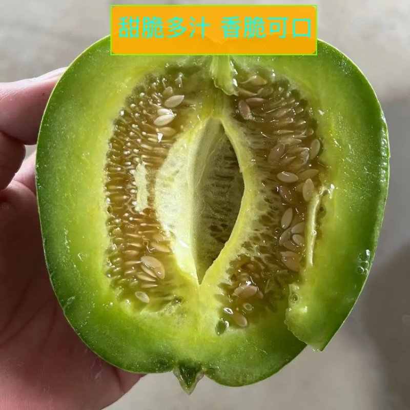 湖北白皮甜宝美浓甜瓜大量上市中，口红甜糖度高欢迎老板联系