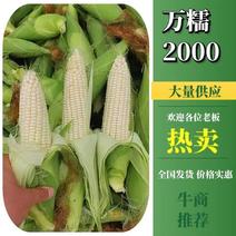 万糯2000鲜玉米重庆玉米价格便宜量大口感好价格便宜