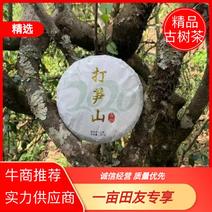 云南镇沅打笋山古树茶口感甘甜品质保证诚信经营自家古树