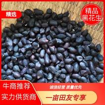 云南镇沅小粒黑花生米生吃甘甜也可做种子种植