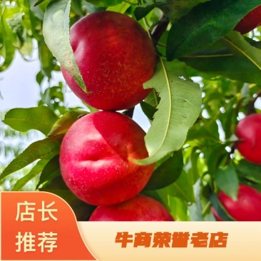 山西运城中油20.中油6号，中油22等油桃货源充足
