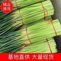 河南蒜薹，红帽蒜薹，基地直发，诚信经营，供应全国