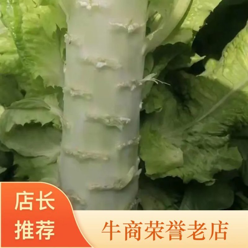 甘肃精品青皮尖叶莴苣莴笋大量上市万亩基地批发欢迎咨询采购