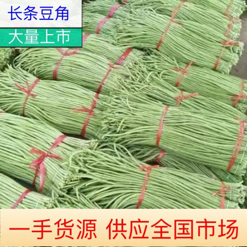 精品开封【长豆角】大量现货精选质量保证价格美丽