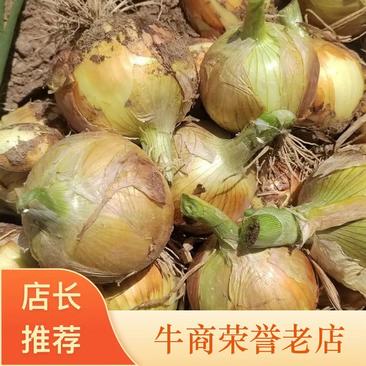 甘肃黄皮洋葱精品洋葱果实饱满大量上市中货源充足