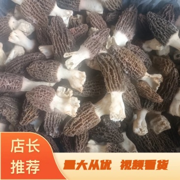 高原人工种植人的新鲜羊肚菌